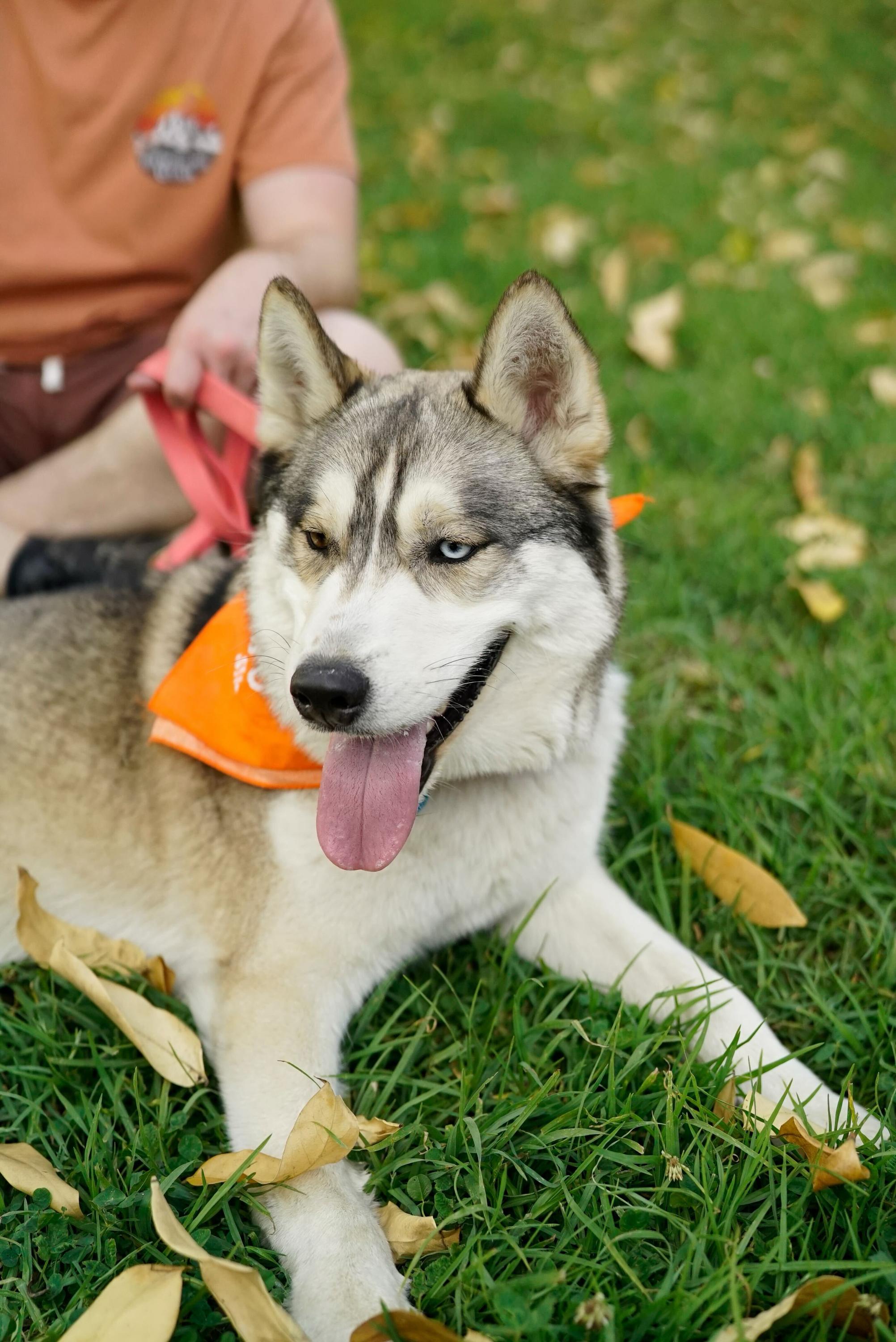 Enlarge Panda, a Adoptable Husky in Pasadena, CA image 3/6