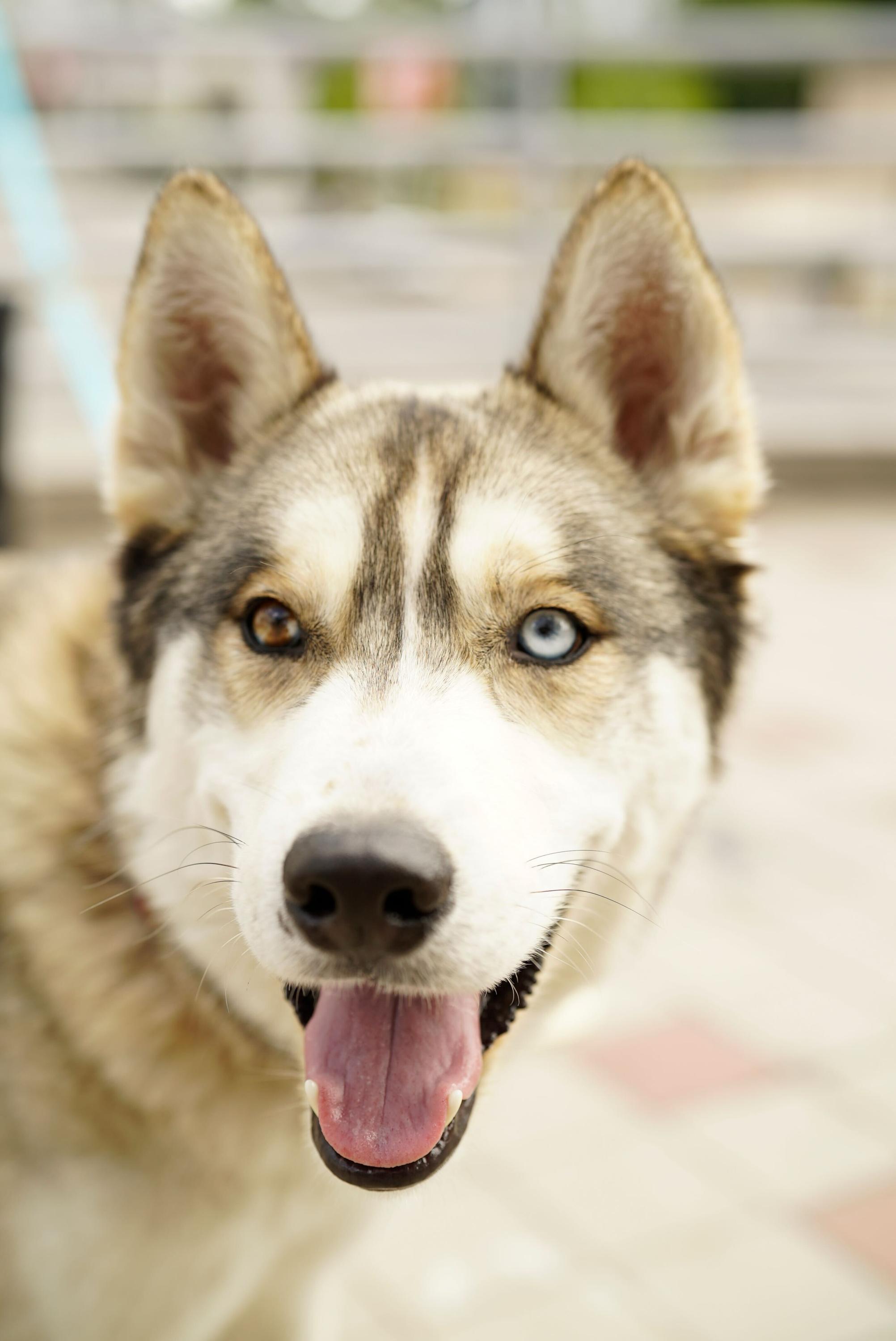 Enlarge Panda, a Adoptable Husky in Pasadena, CA image 4/6