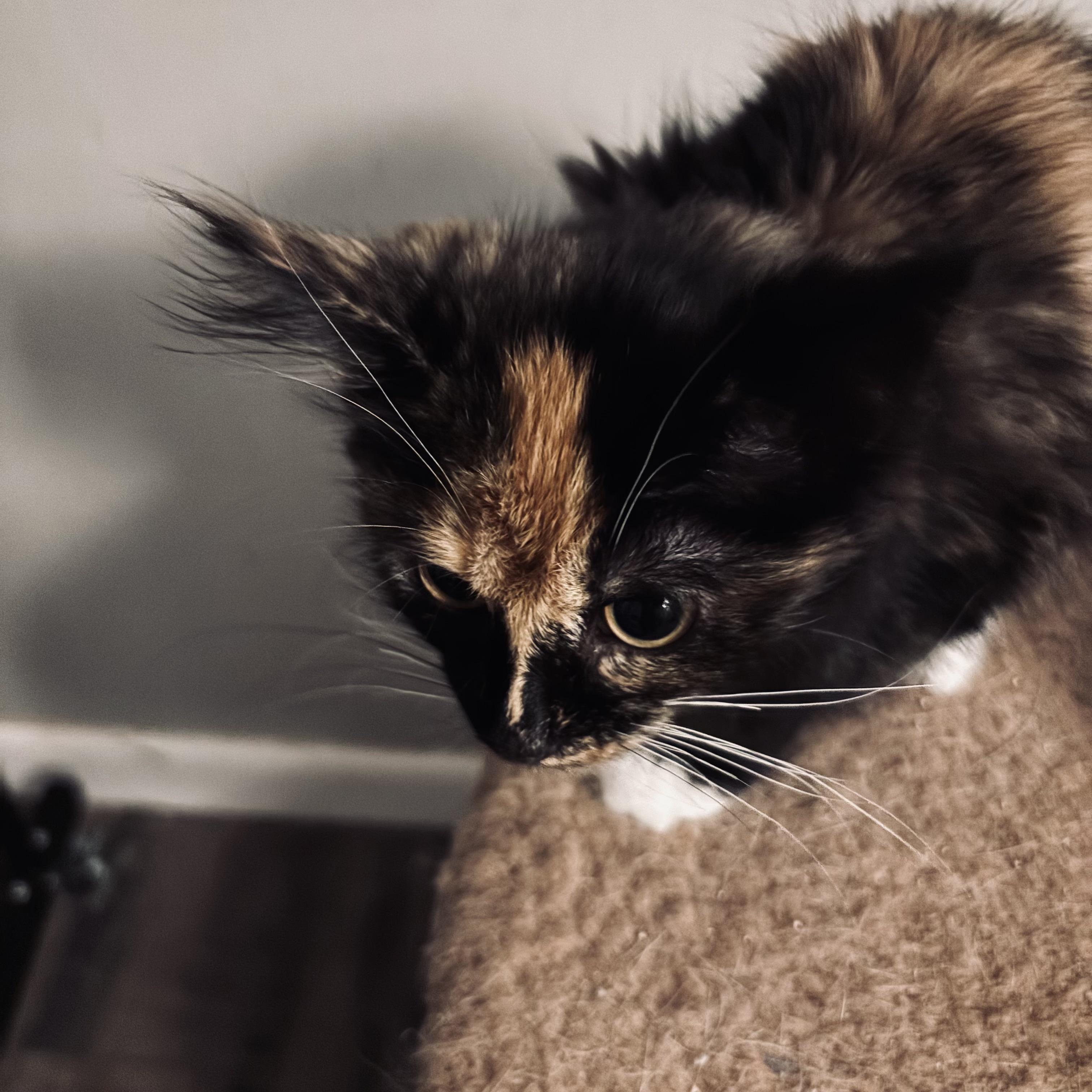 Enlarge Fae, an adopted mixed breed in Kirklin, IN image 3/4