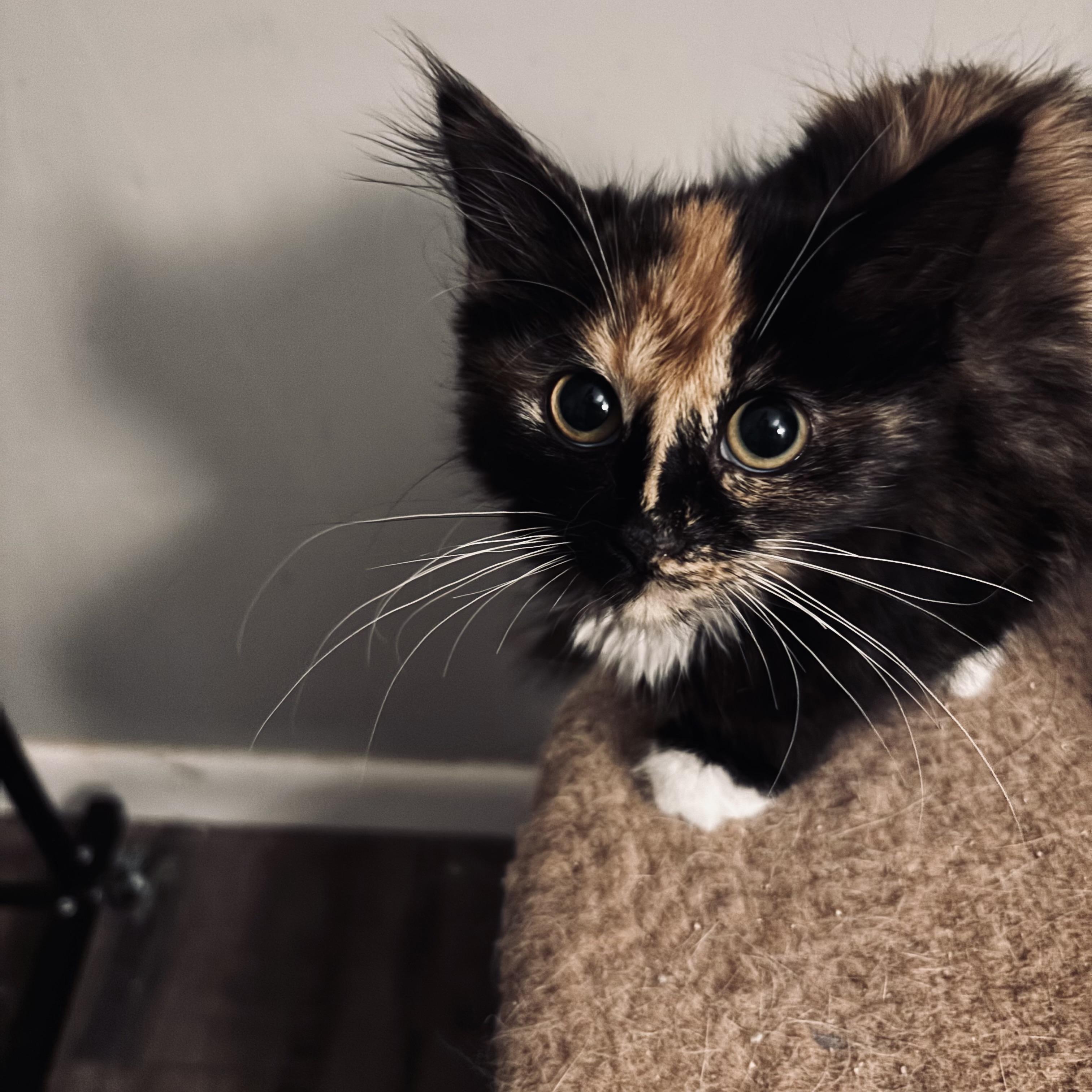 Fae, adopted, Kitten Female Calico & Domestic Medium Hair.