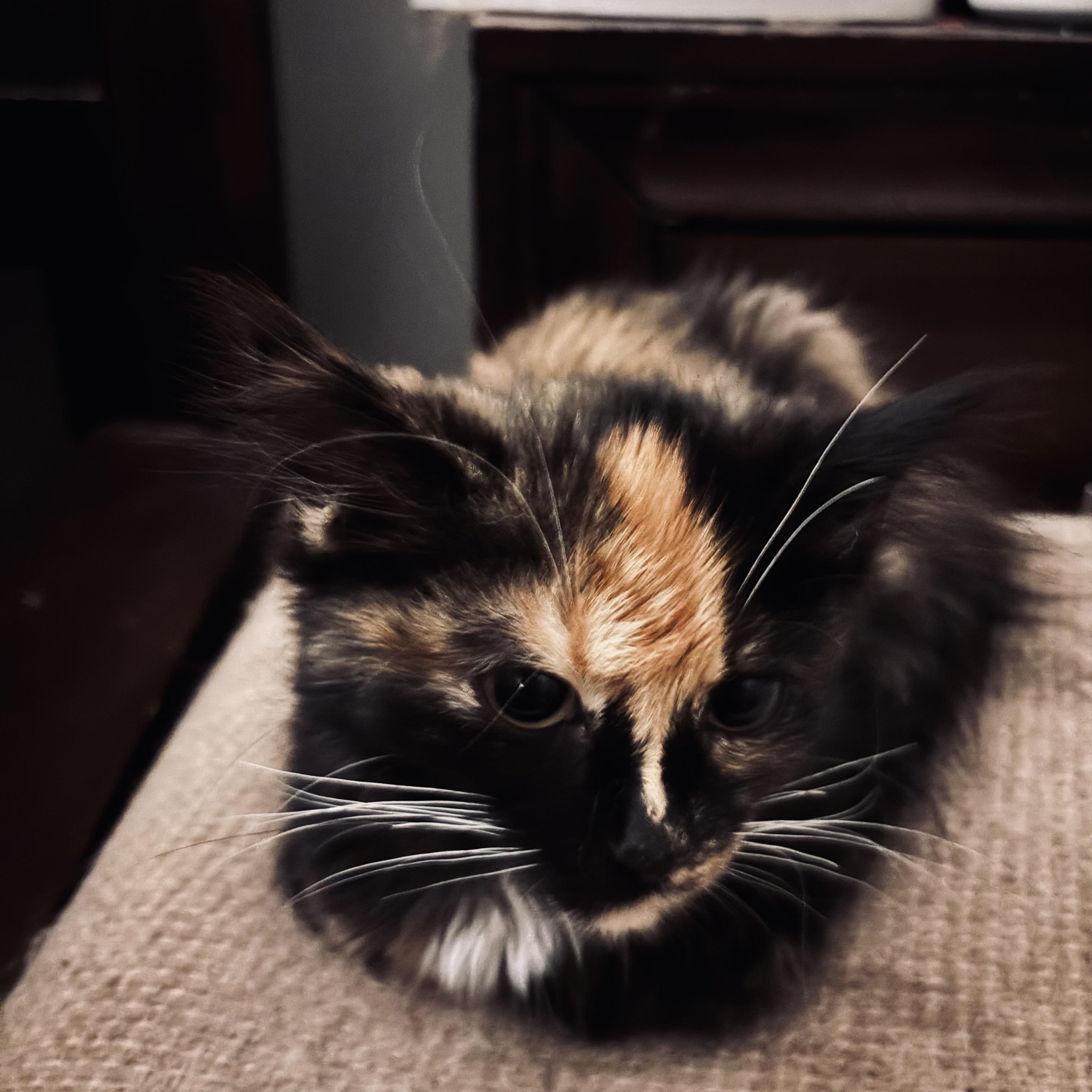 Enlarge Fae, an adopted mixed breed in Kirklin, IN image 2/4