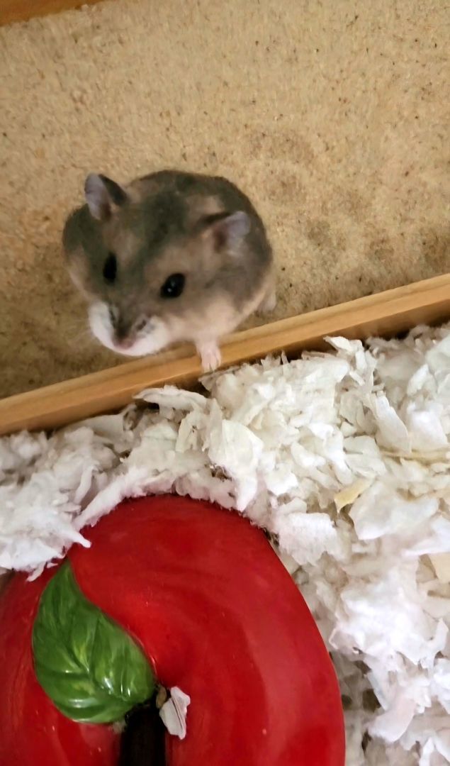 Oralee , Adopted, Baby Female Dwarf Hamster.