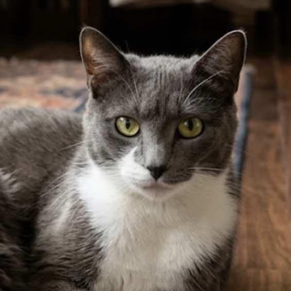 Enlarge Zara, a ADOPTABLE Domestic Short Hair in Houston, TX image 1/6