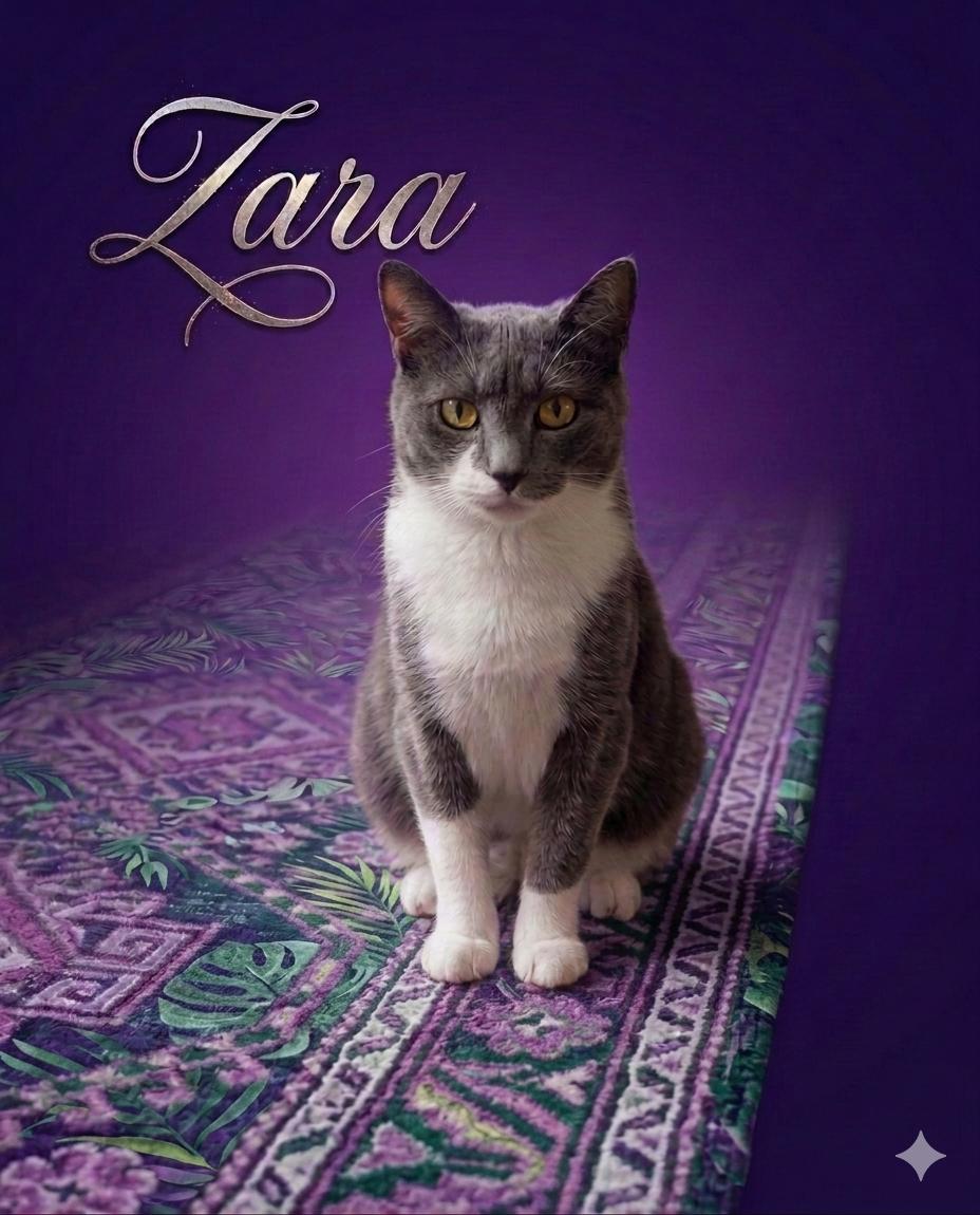 Enlarge Zara, a ADOPTABLE Domestic Short Hair in Houston, TX image 3/6