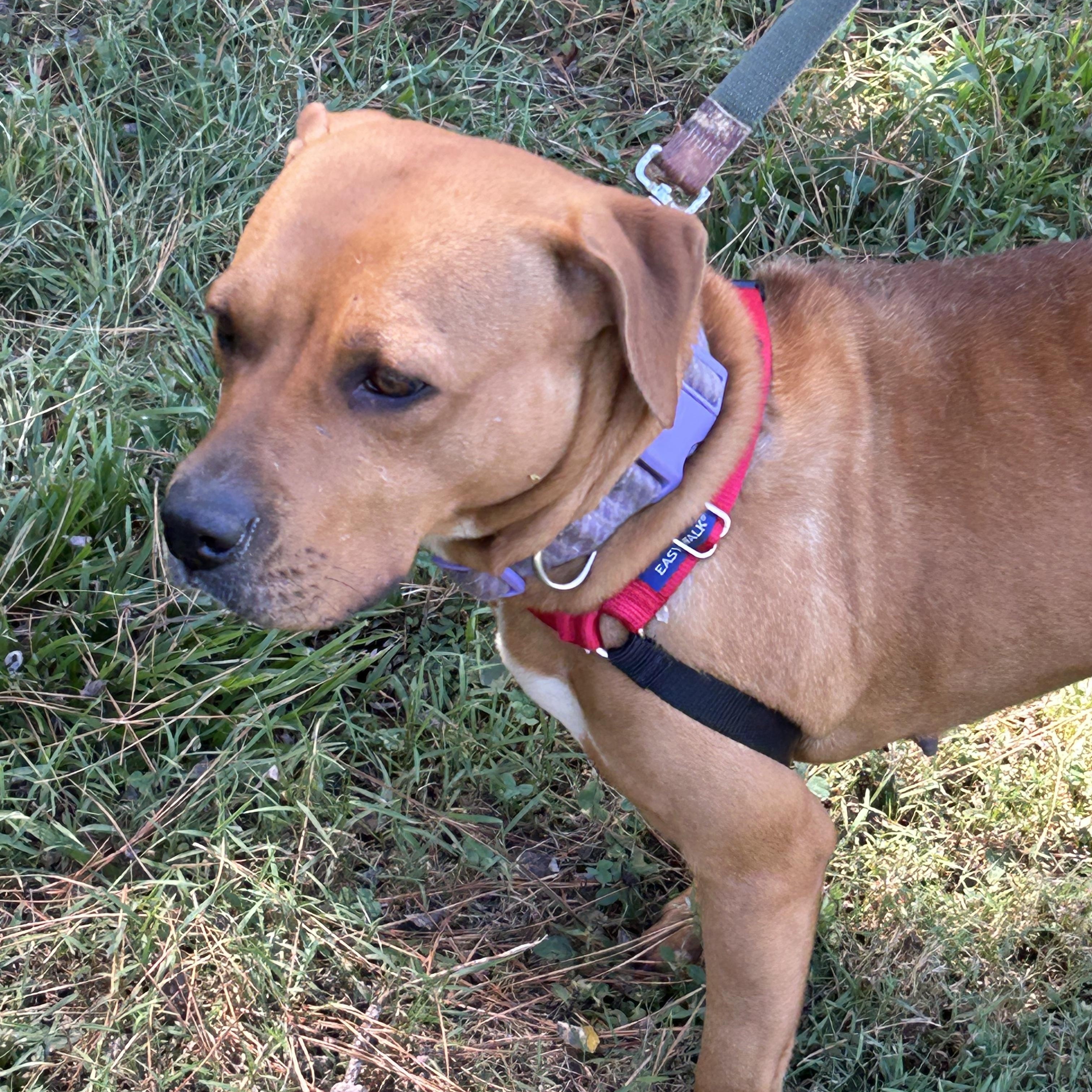 Penny, Adoptable, Adult Female Mountain Cur.