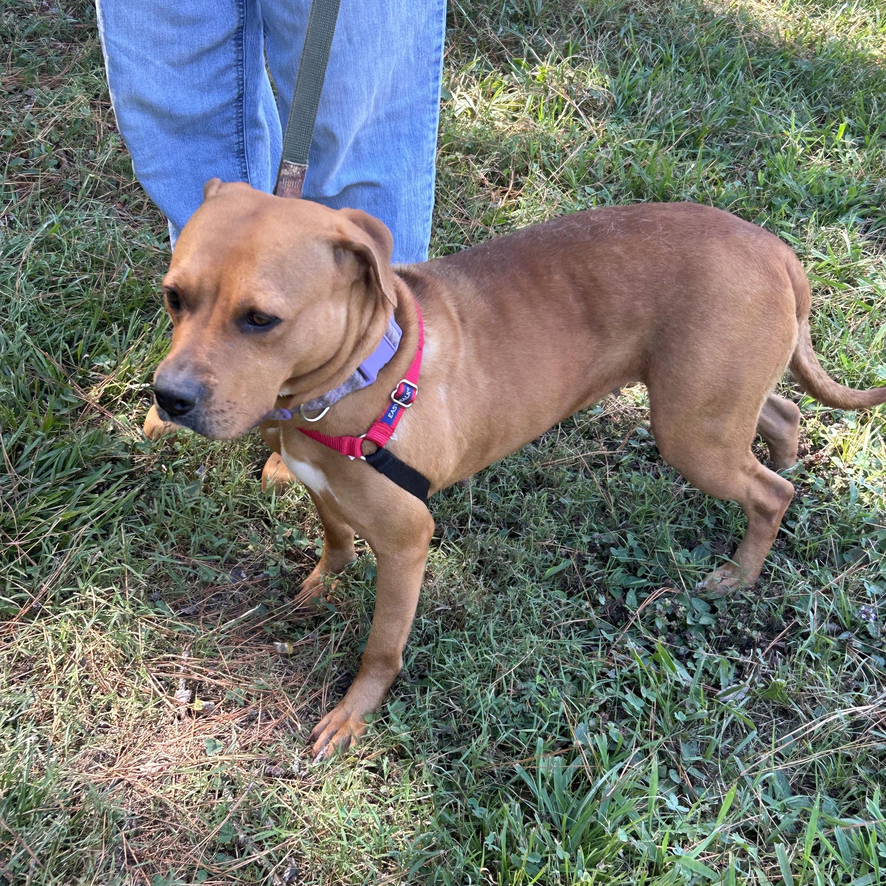 Penny, a Adoptable mixed breed in Charles City, VA image 2/4