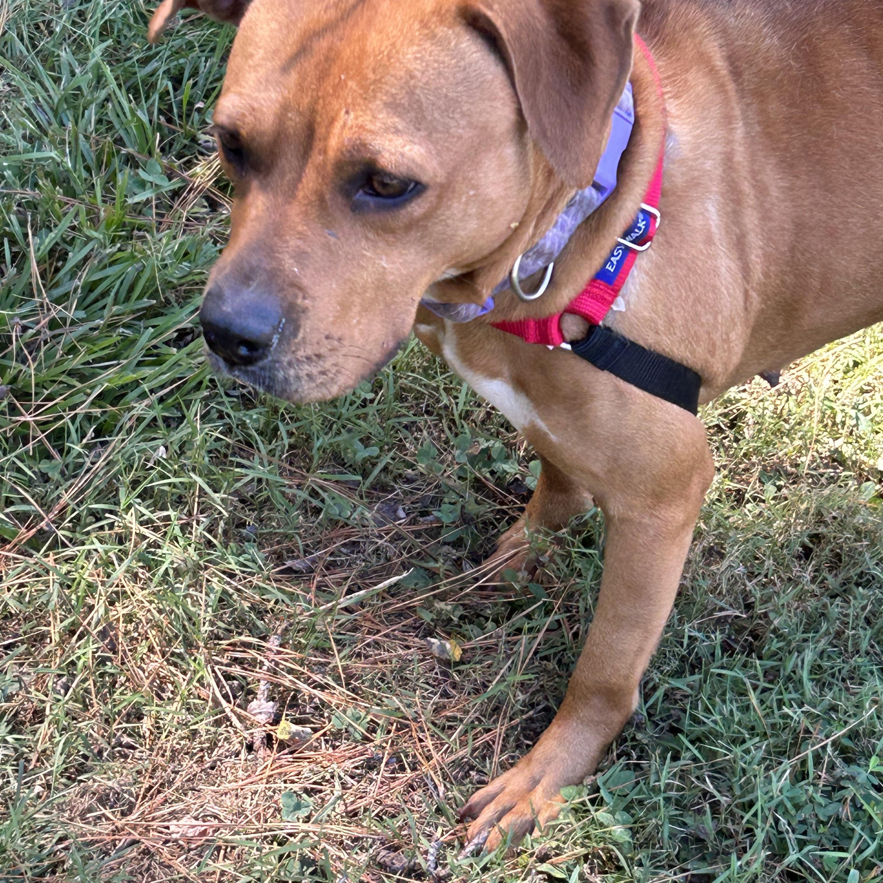Penny, a Adoptable mixed breed in Charles City, VA image 3/4