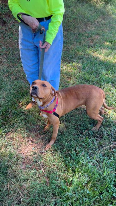 Enlarge Penny, a Adoptable mixed breed in Charles City, VA video 4/4