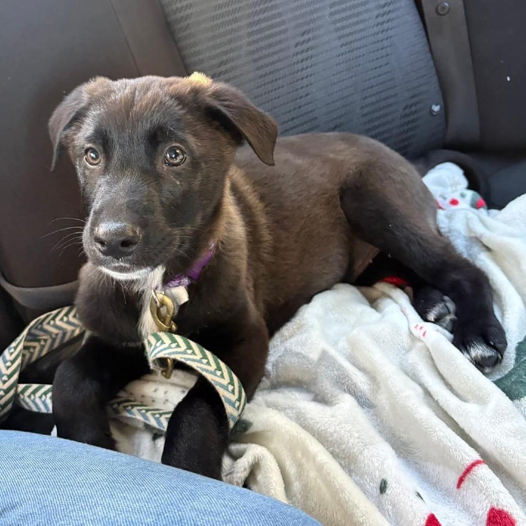 Enlarge Cooper, a Adoptable mixed breed in Beulaville, NC image 3/6
