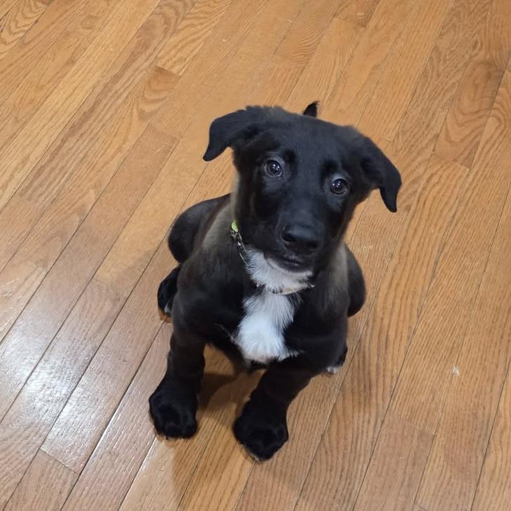 Enlarge Cooper, a Adoptable mixed breed in Beulaville, NC image 2/6