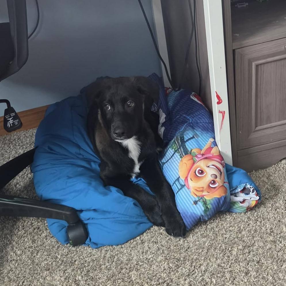 Enlarge Cooper, a Adoptable mixed breed in Beulaville, NC image 6/6