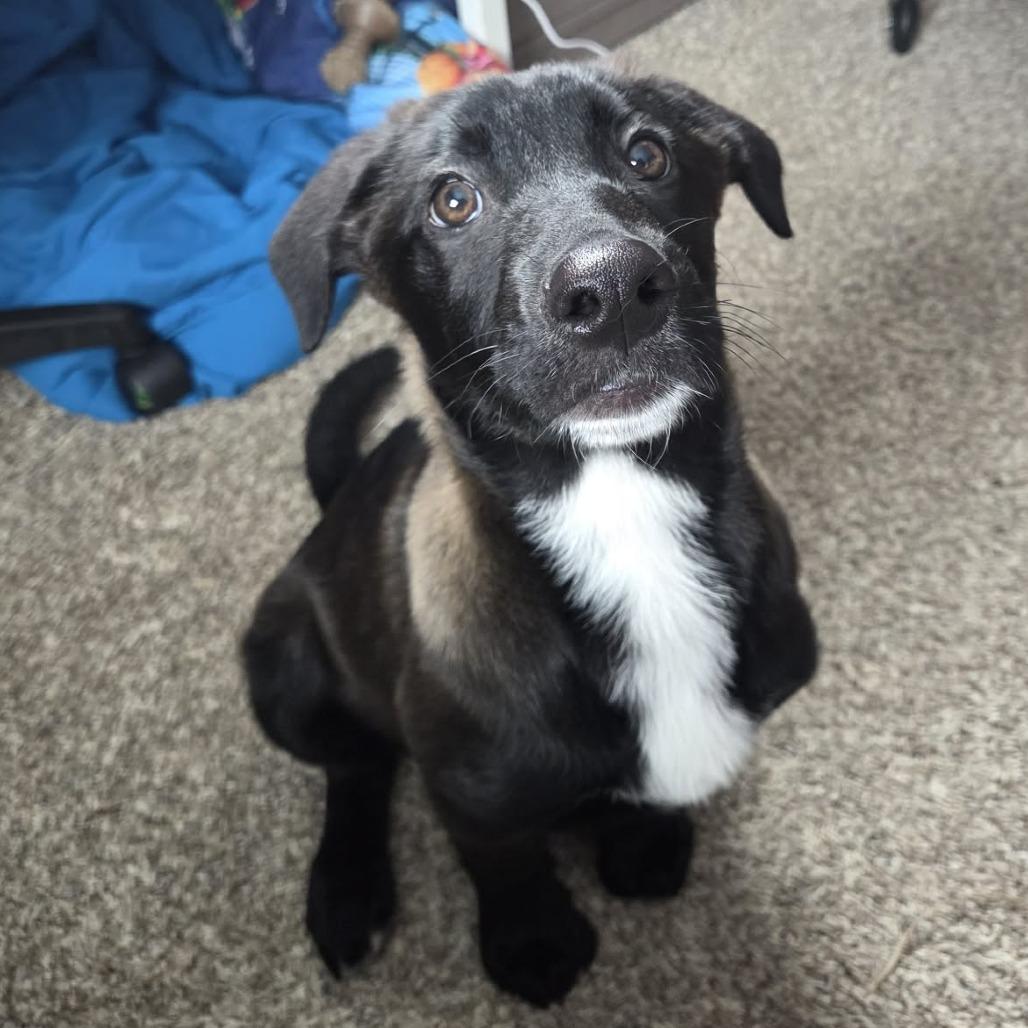 Cooper, Adoptable, Puppy Male Belgian Shepherd / Malinois & Black Labrador Retriever.