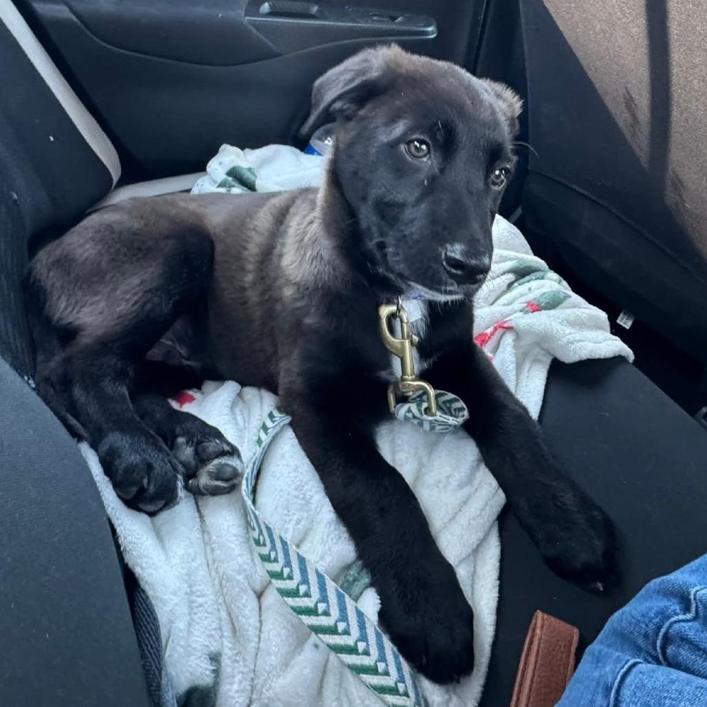 Enlarge Cooper, a Adoptable mixed breed in Beulaville, NC image 4/6