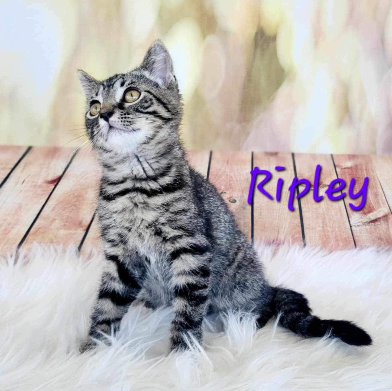 Enlarge Ripley, a Adoptable Tabby in Greensburg, PA image 5/5
