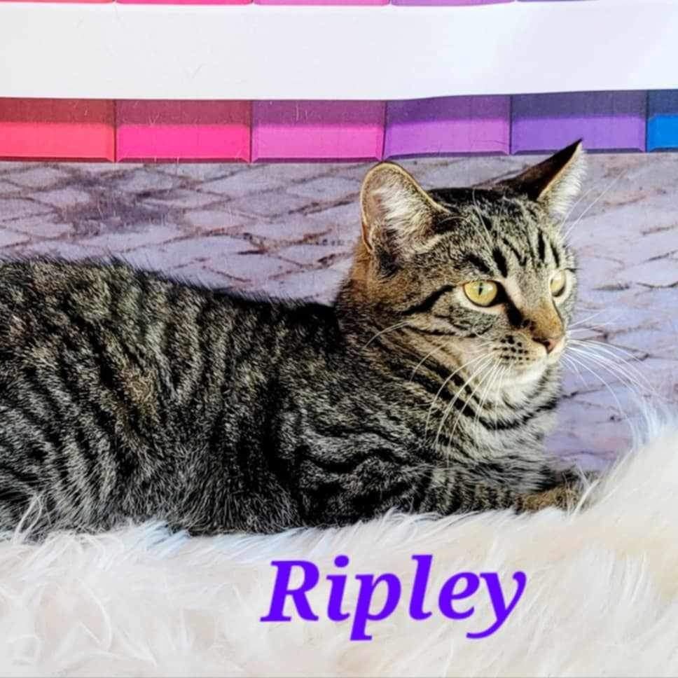 Enlarge Ripley, a Adoptable Tabby in Greensburg, PA image 2/5