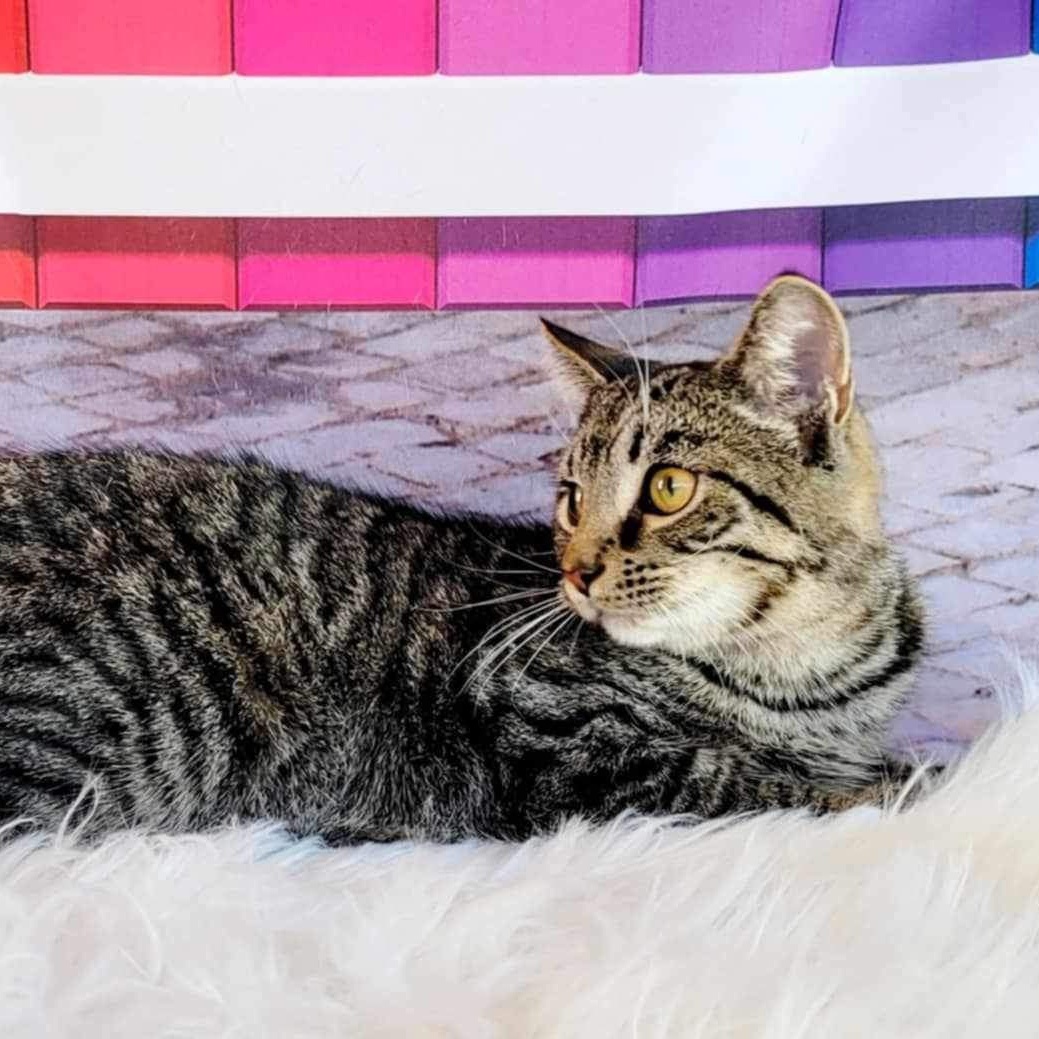 Enlarge Ripley, a Adoptable Tabby in Greensburg, PA image 3/5