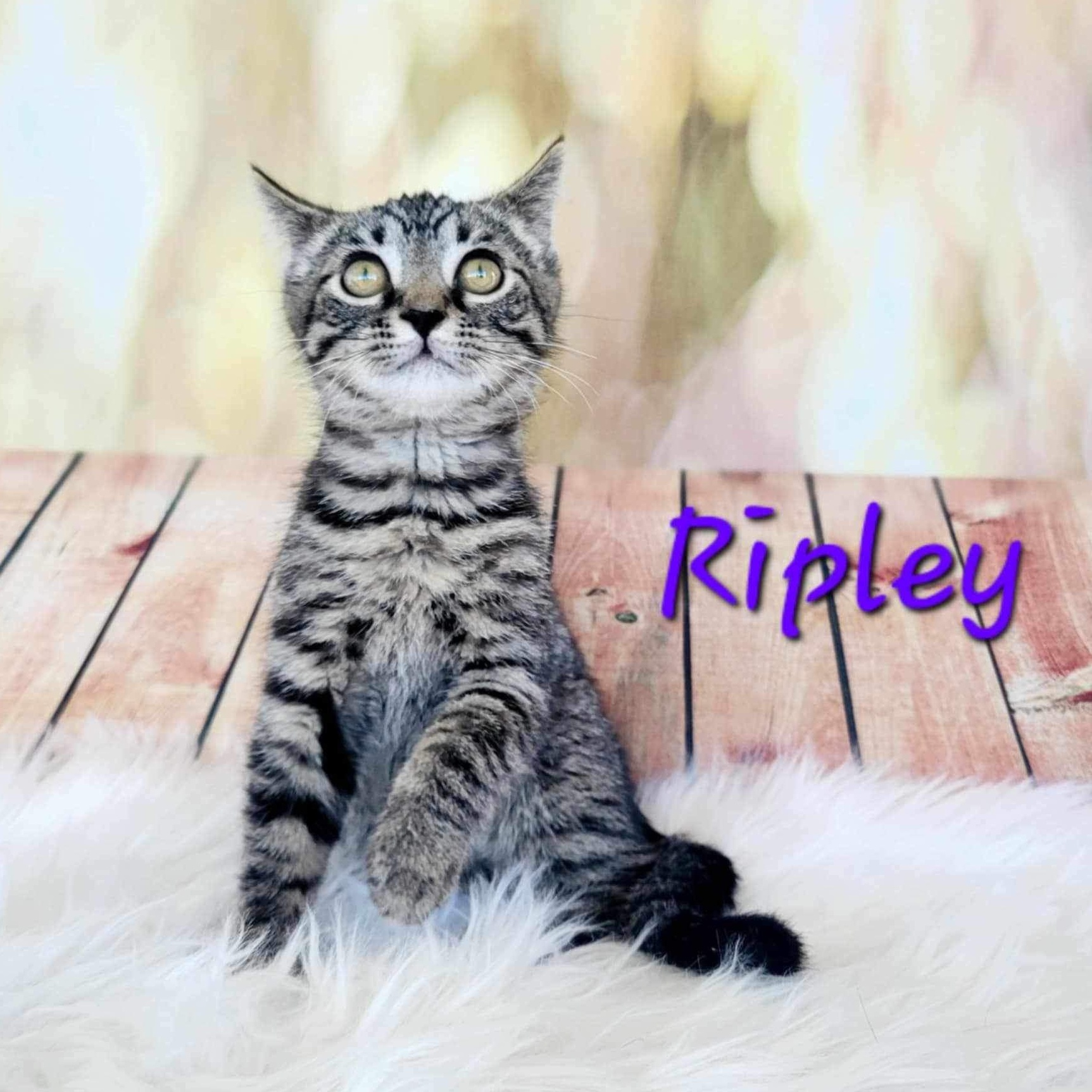 Enlarge Ripley, a Adoptable Tabby in Greensburg, PA image 4/5