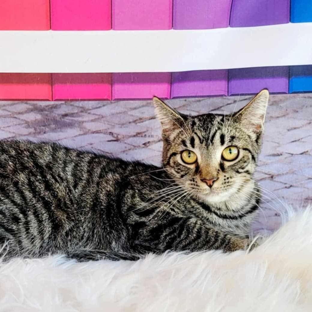 Enlarge Ripley, a Adoptable Tabby in Greensburg, PA image 1/5