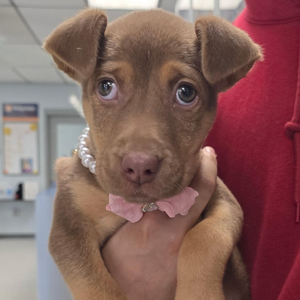 Minnow, Adoptable, Puppy Female Shepherd & Retriever.