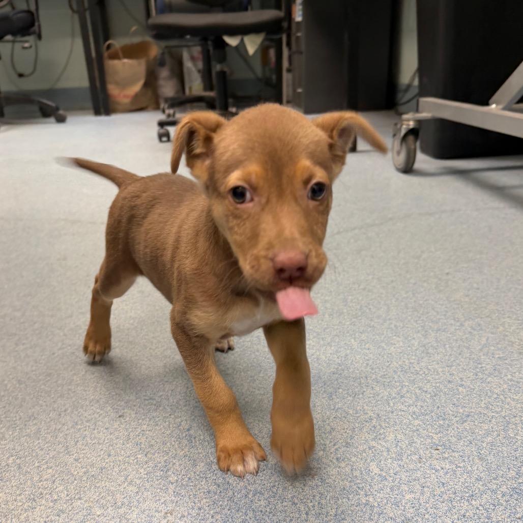 Enlarge Minnow, a Adoptable mixed breed in East Hanover, NJ image 2/4
