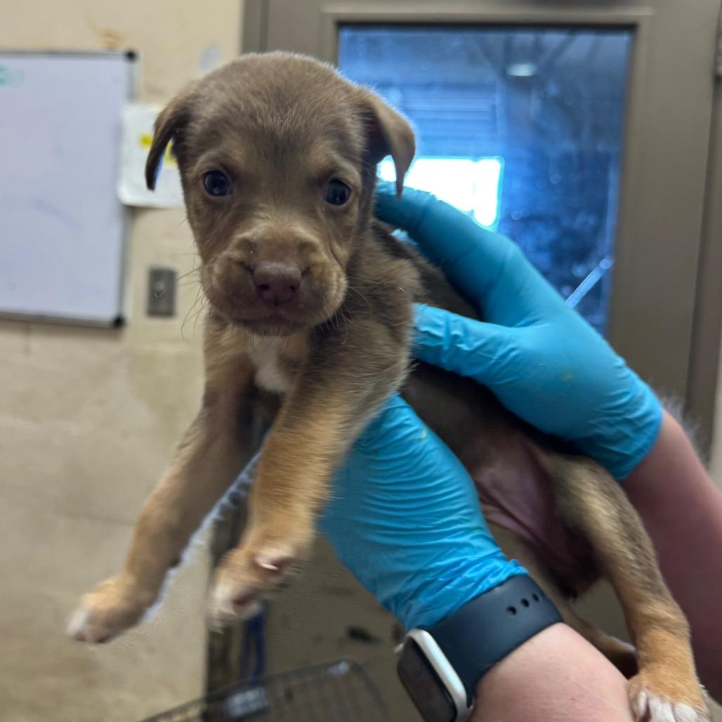 Enlarge Minnow, a Adoptable mixed breed in East Hanover, NJ image 3/4