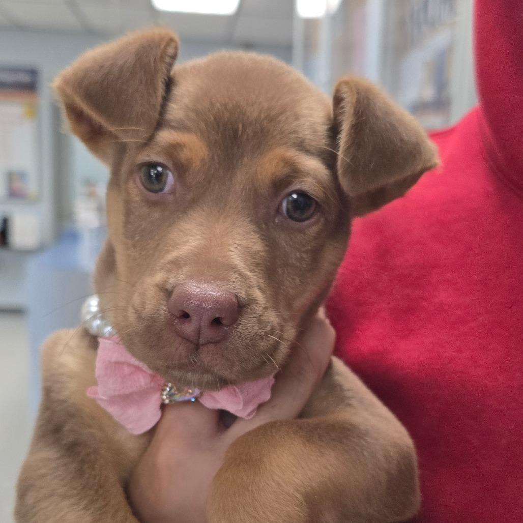 Enlarge Minnow, a Adoptable mixed breed in East Hanover, NJ image 4/4