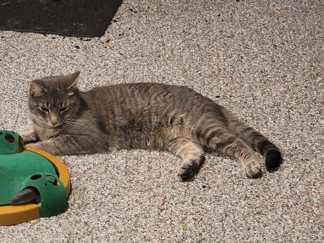 Kit kat, a Adoptable Domestic Short Hair in Marion, NC image 2/4