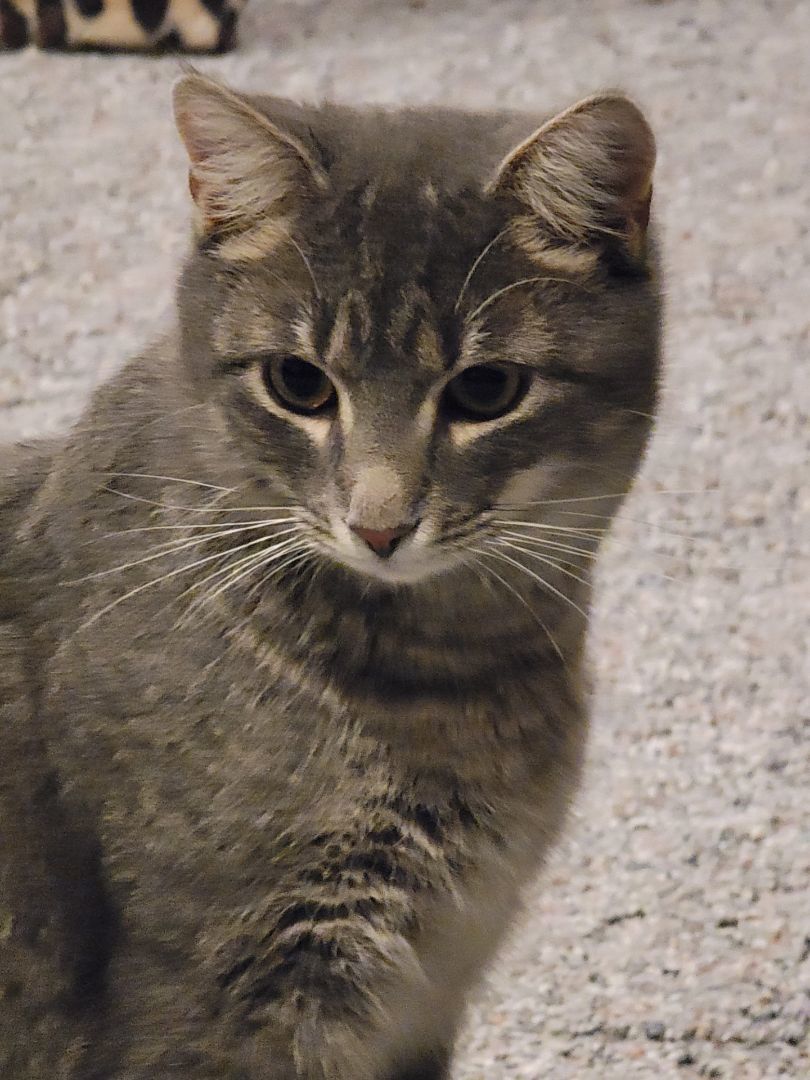 Kit kat, a Adoptable Domestic Short Hair in Marion, NC image 3/4