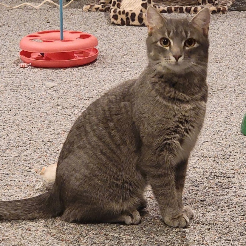 Kit kat, a Adoptable Domestic Short Hair in Marion, NC image 1/4