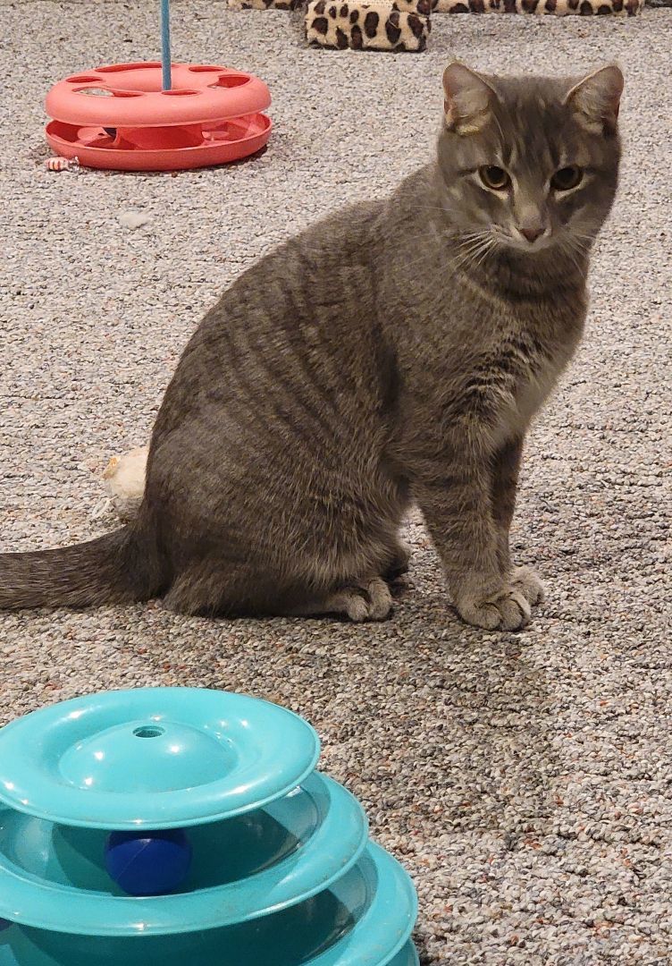 Kit kat, a Adoptable Domestic Short Hair in Marion, NC image 4/4