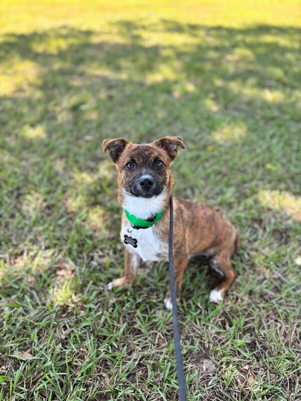 Enlarge Nugget, a Adoptable mixed breed in Berkeley Heights, NJ image 1/3