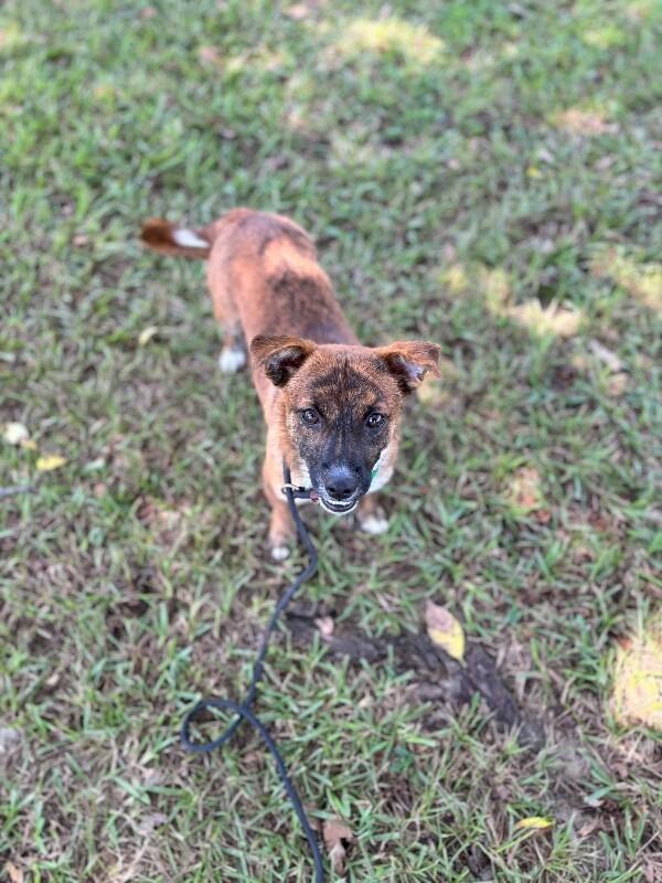Enlarge Nugget, a Adoptable mixed breed in Berkeley Heights, NJ image 2/3
