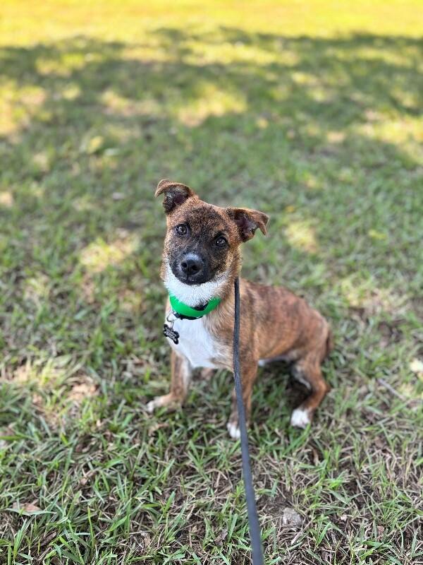 Enlarge Nugget, a Adoptable mixed breed in Berkeley Heights, NJ image 3/3