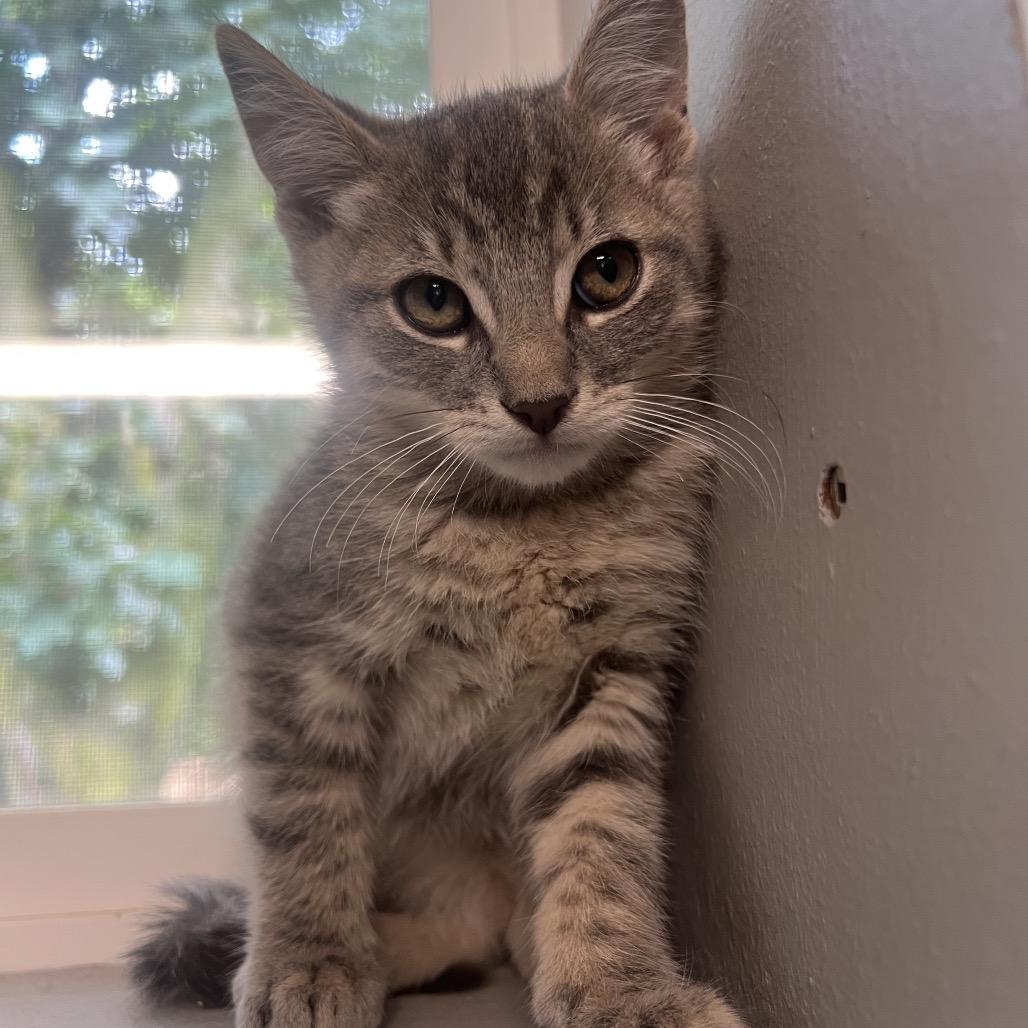 Enlarge Genya, a Adoptable Domestic Short Hair in Puslinch, ON image 1/2