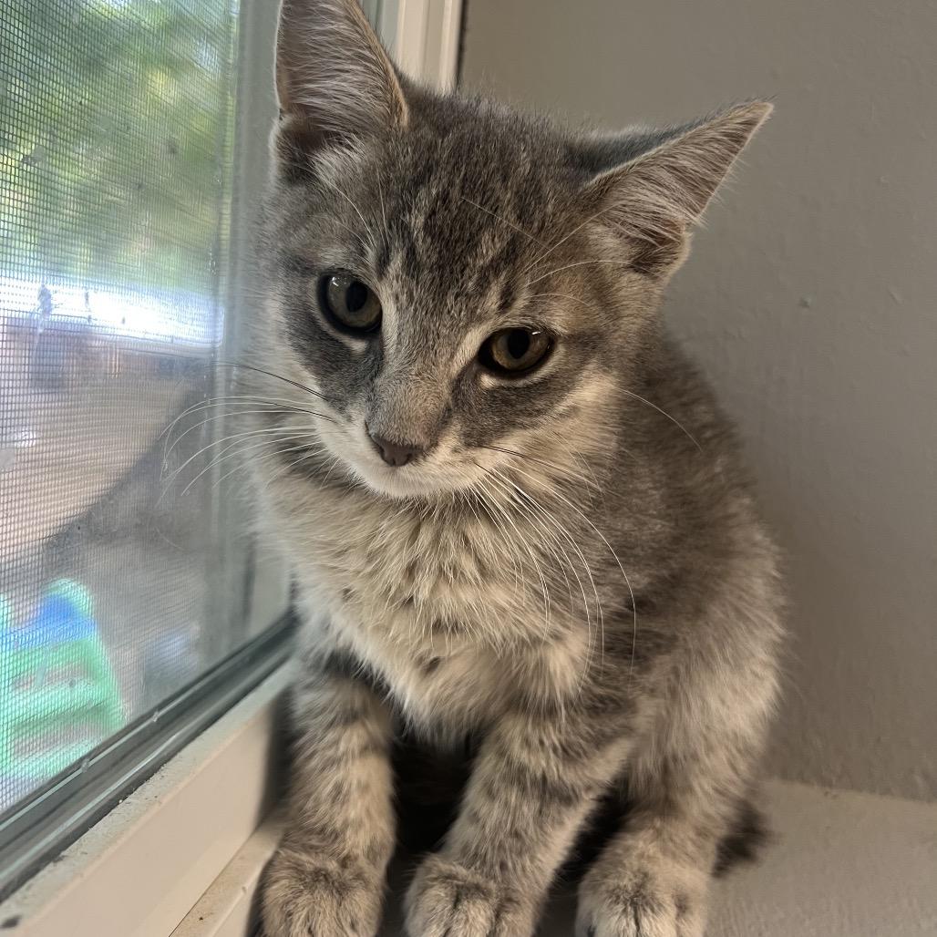 Enlarge Genya, a Adoptable Domestic Short Hair in Puslinch, ON image 2/2