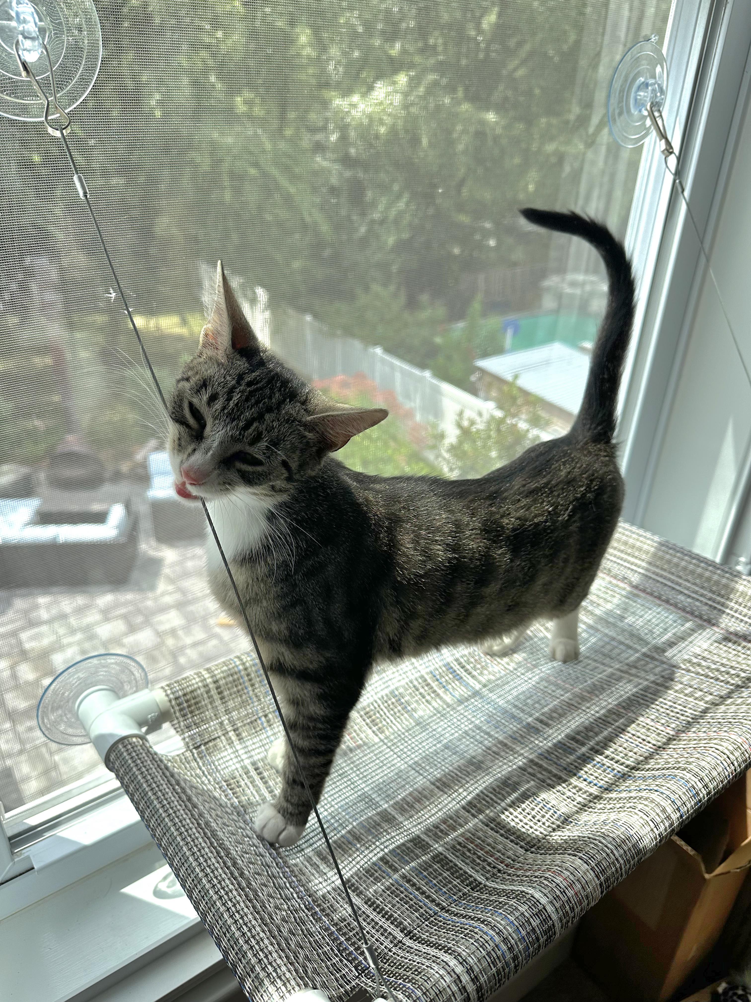 Juliet (Jules)