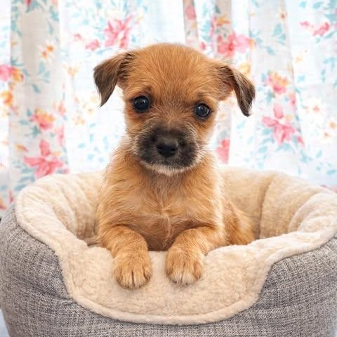 Enlarge Ghetti, an adoptable mixed breed in Crosby, TX image 2/4