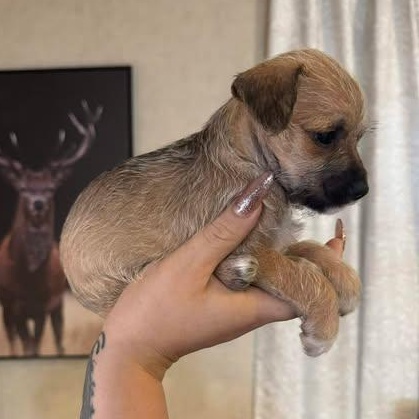 Enlarge Ghetti, an adoptable mixed breed in Crosby, TX image 4/4