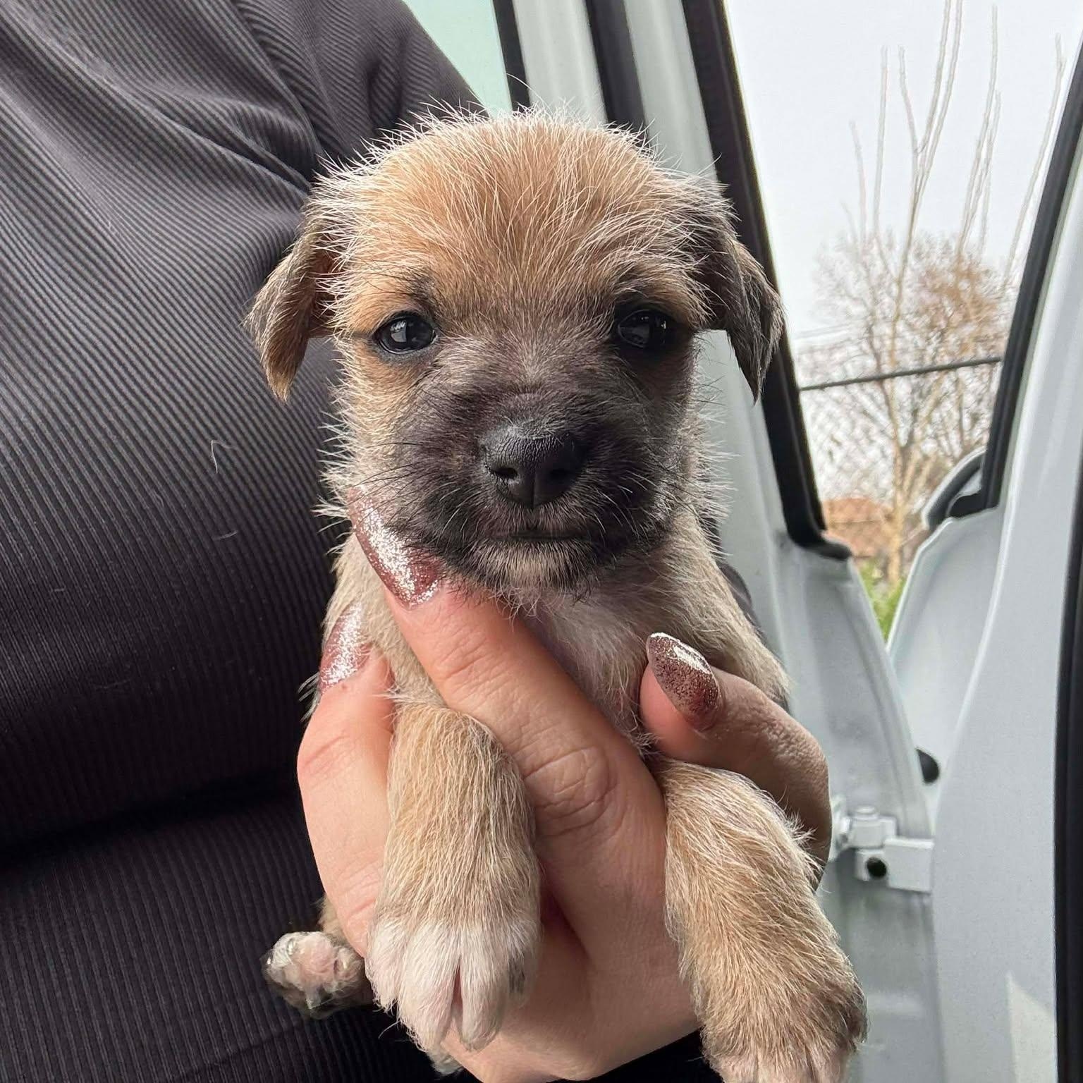 Enlarge Ghetti, an adoptable mixed breed in Crosby, TX image 3/4