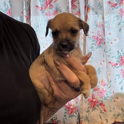 Enlarge Ghetti, an adoptable mixed breed in Crosby, TX image 1/4