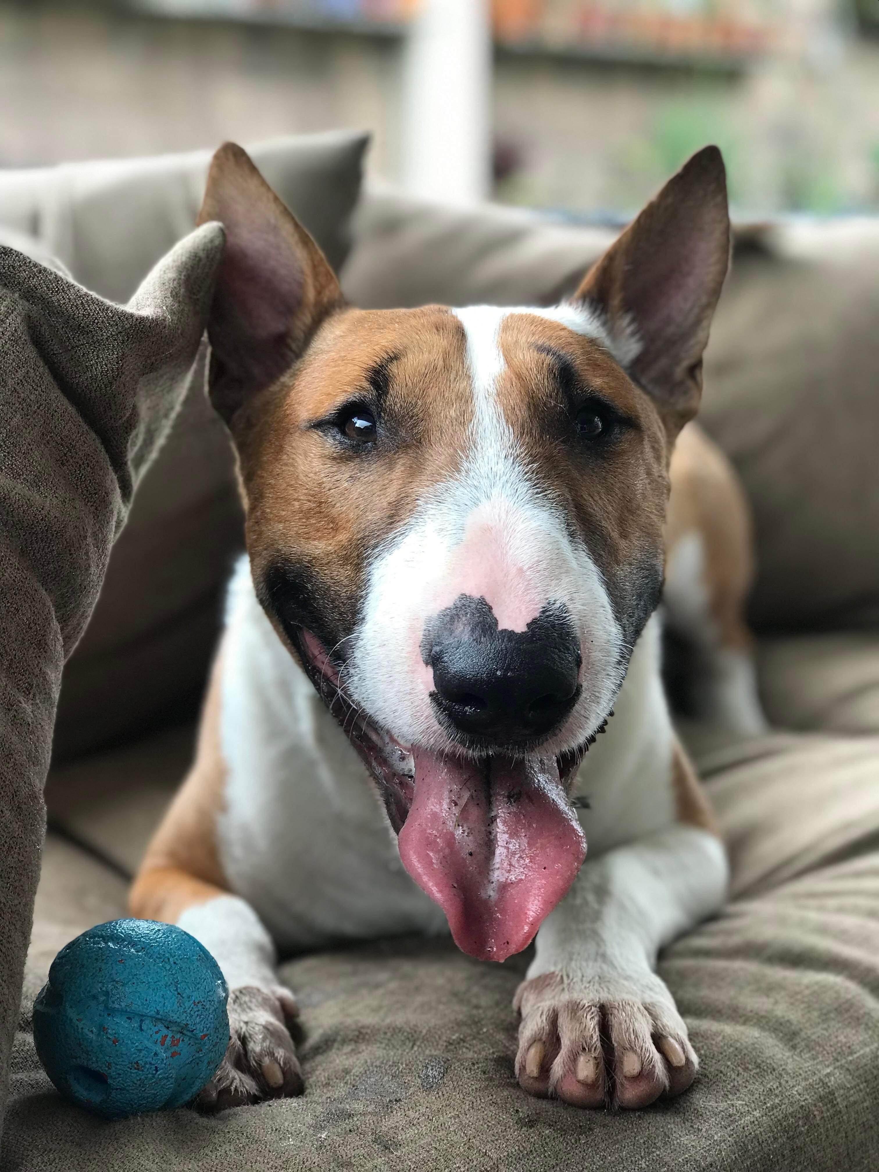 Enlarge 22-036 Phil, a Adopted Bull Terrier in New York, NY image 1/1