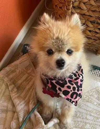 Enlarge Missy, a Adopted Pomeranian in San Diego, CA image 1/3