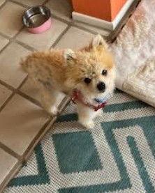 Enlarge Missy, a Adopted Pomeranian in San Diego, CA image 2/3