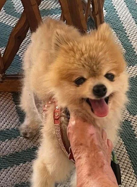 Enlarge Missy, a Adopted Pomeranian in San Diego, CA image 3/3