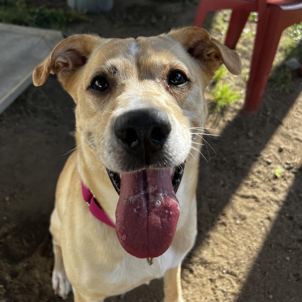 Dixie, Adoptable, Adult Female Yellow Labrador Retriever.