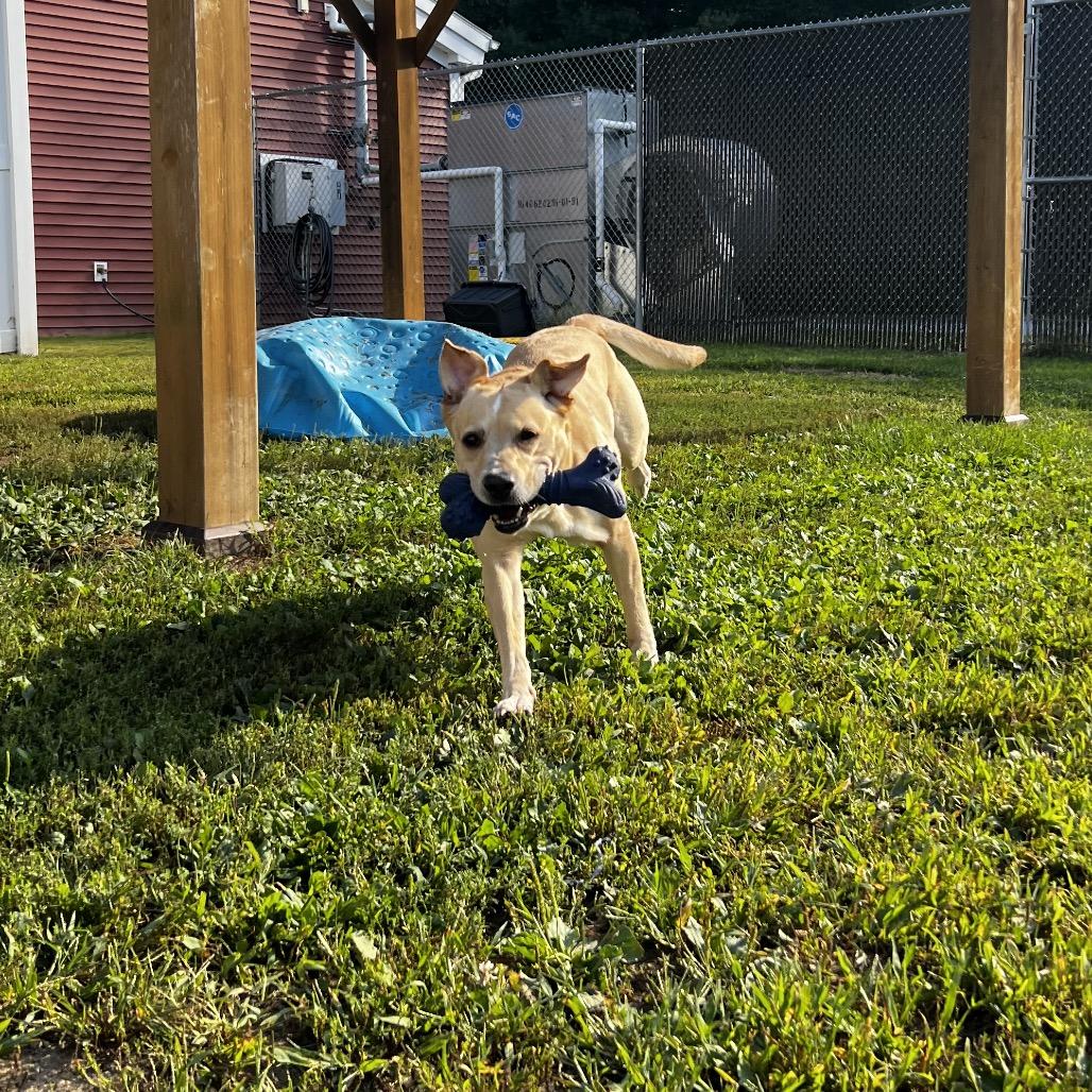 Enlarge Dixie, a Adoptable Yellow Labrador Retriever in Concord, NH image 2/3