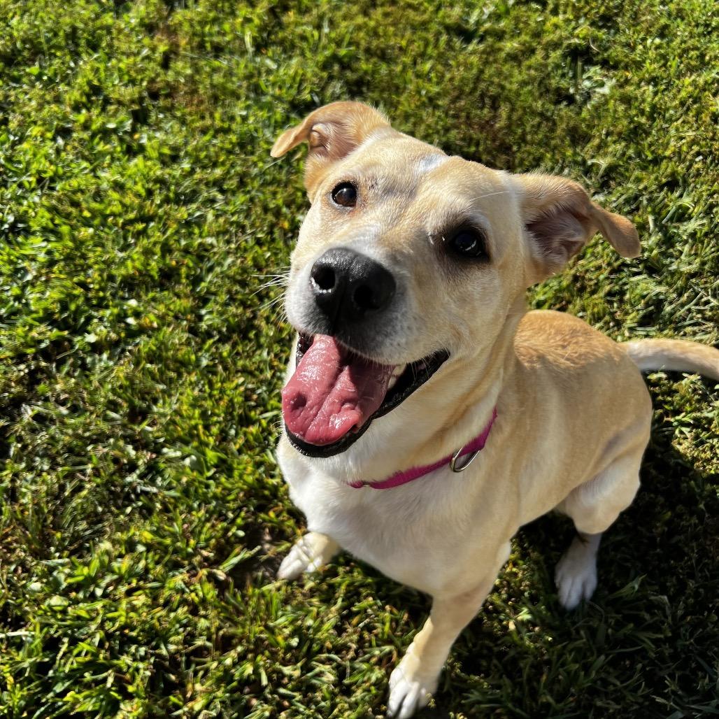 Enlarge Dixie, a Adoptable Yellow Labrador Retriever in Concord, NH image 3/3