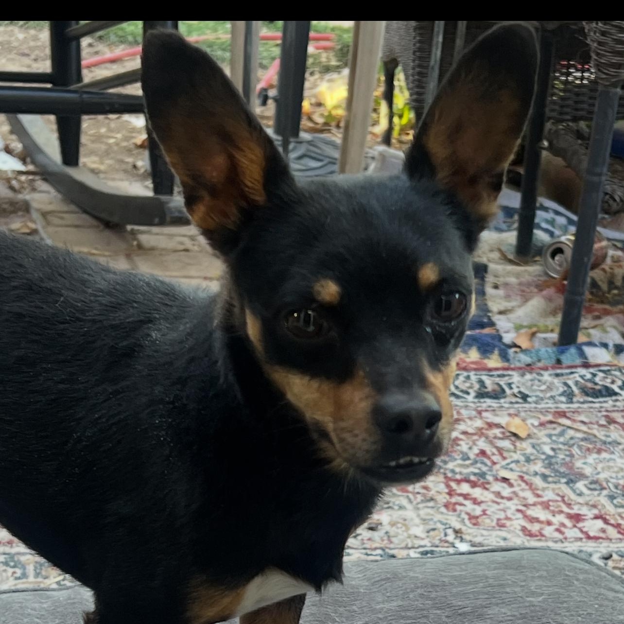 Enlarge FIDEO, a Adoptable mixed breed in Las Vegas, NV image 1/3