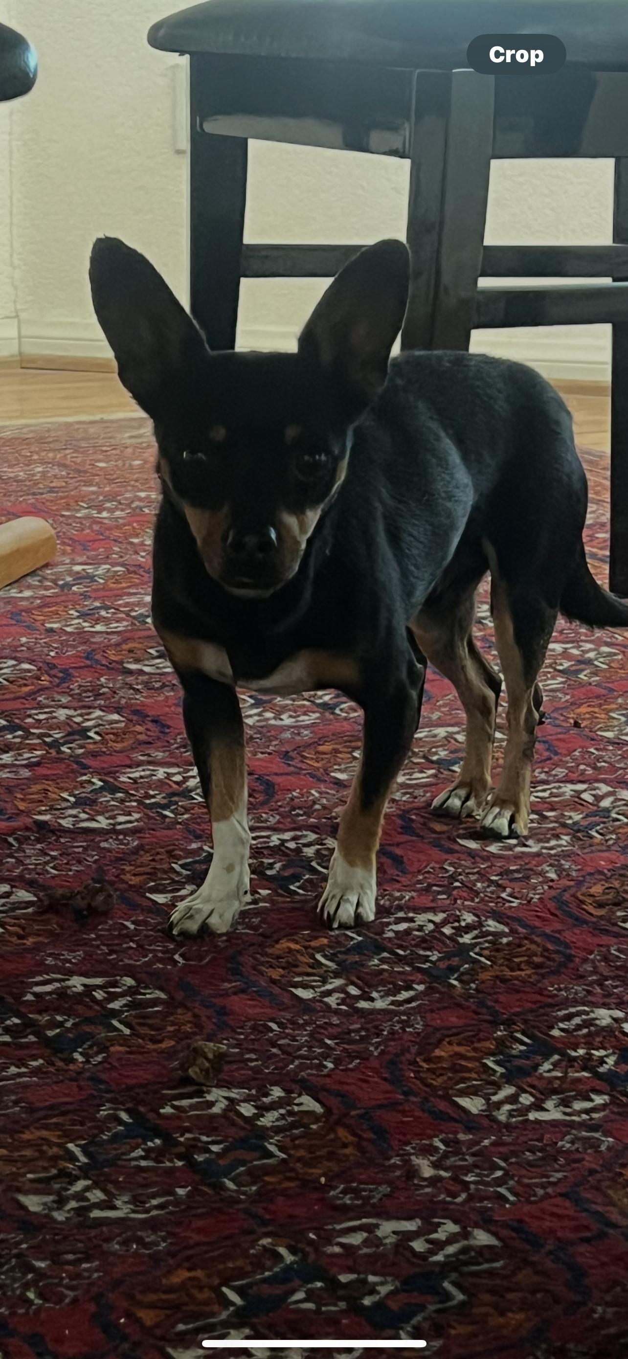 Enlarge FIDEO, a Adoptable mixed breed in Las Vegas, NV image 3/3