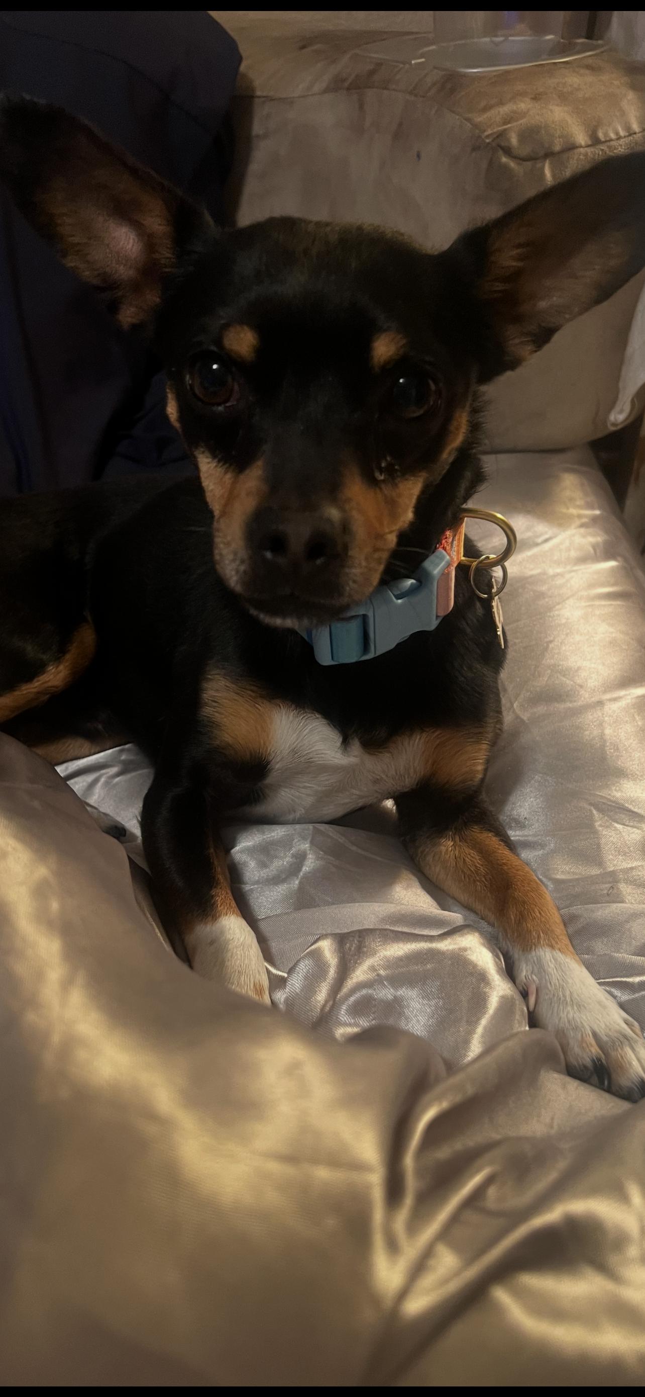 Enlarge FIDEO, a Adoptable mixed breed in Las Vegas, NV image 2/3